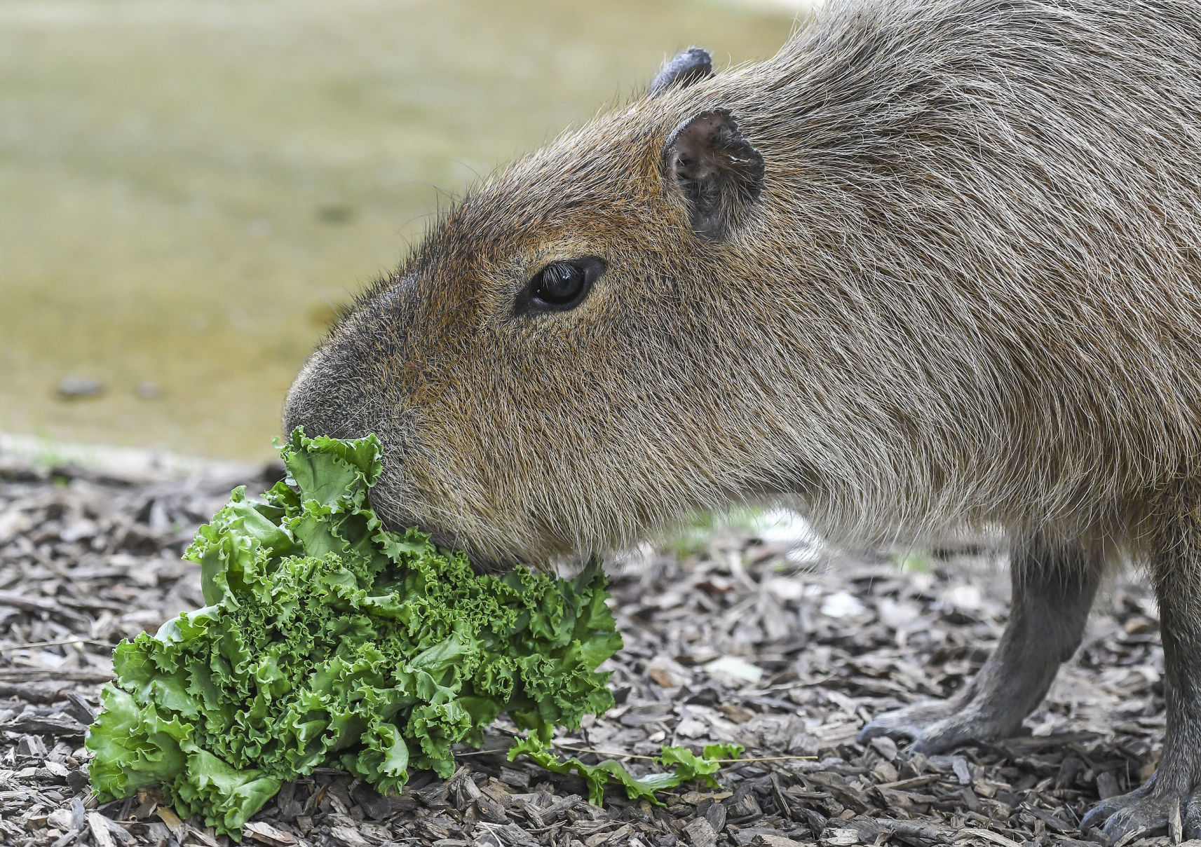 Capybara eating its greens